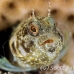 blenny_sailfin_lphr_gc_h_0245_cay4160.jpg